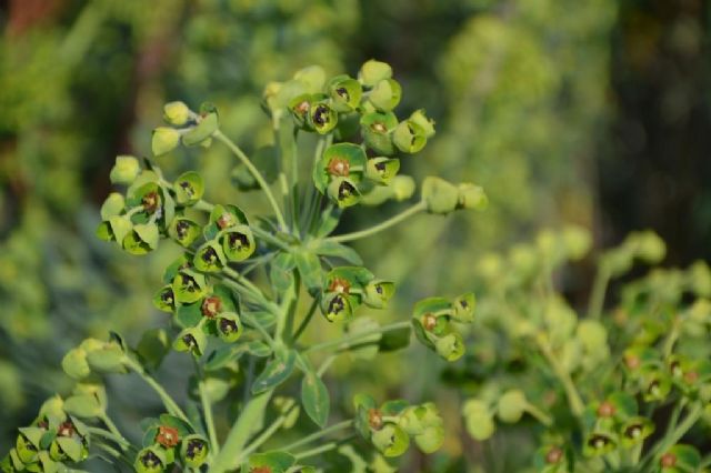 Euphorbia characias